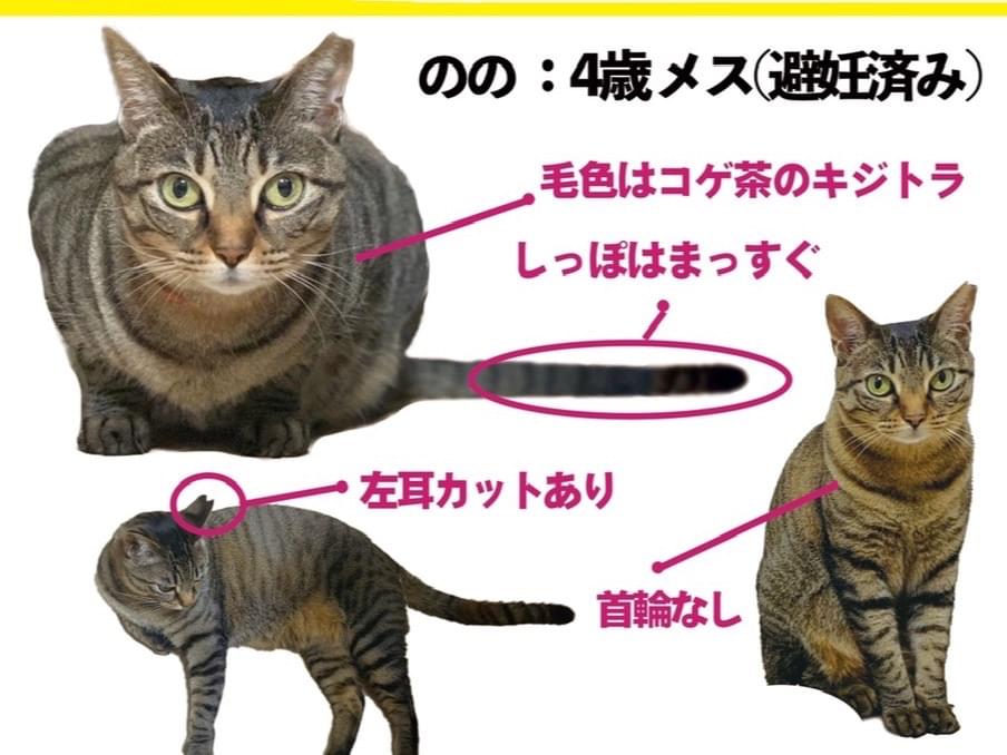 ののちゃん ののちゃん