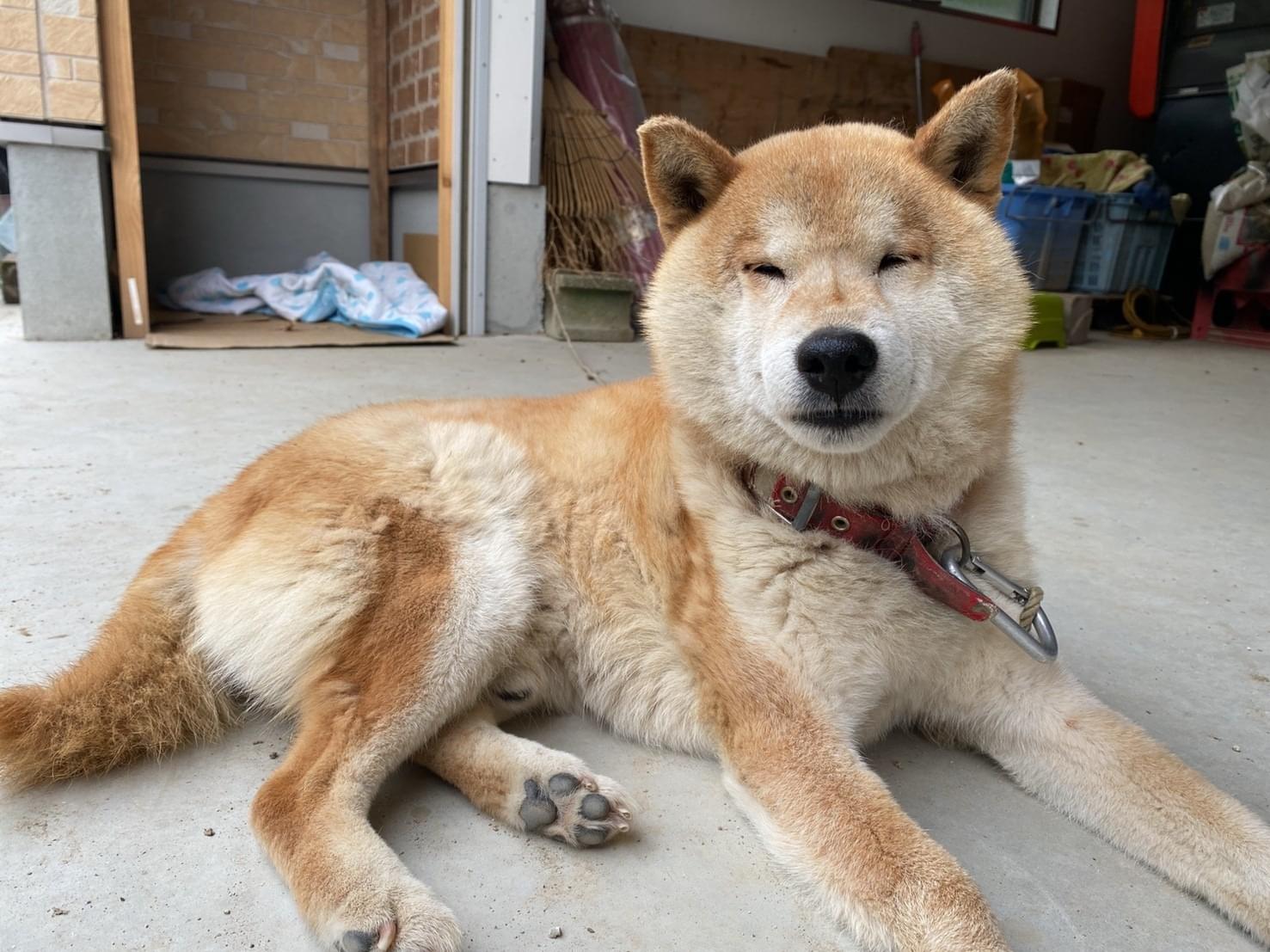 保護された犬 保護された犬