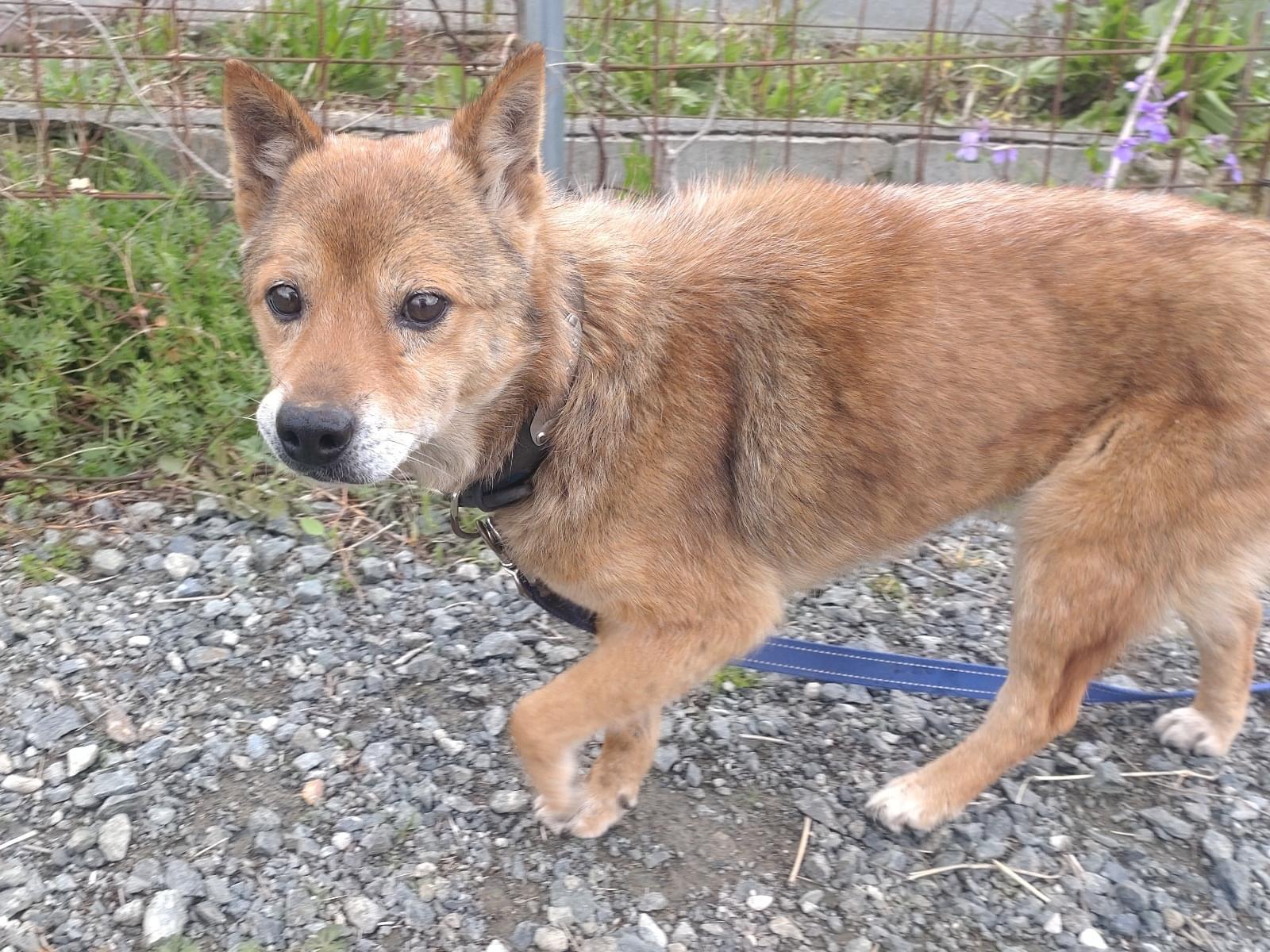 保護された犬 保護された犬