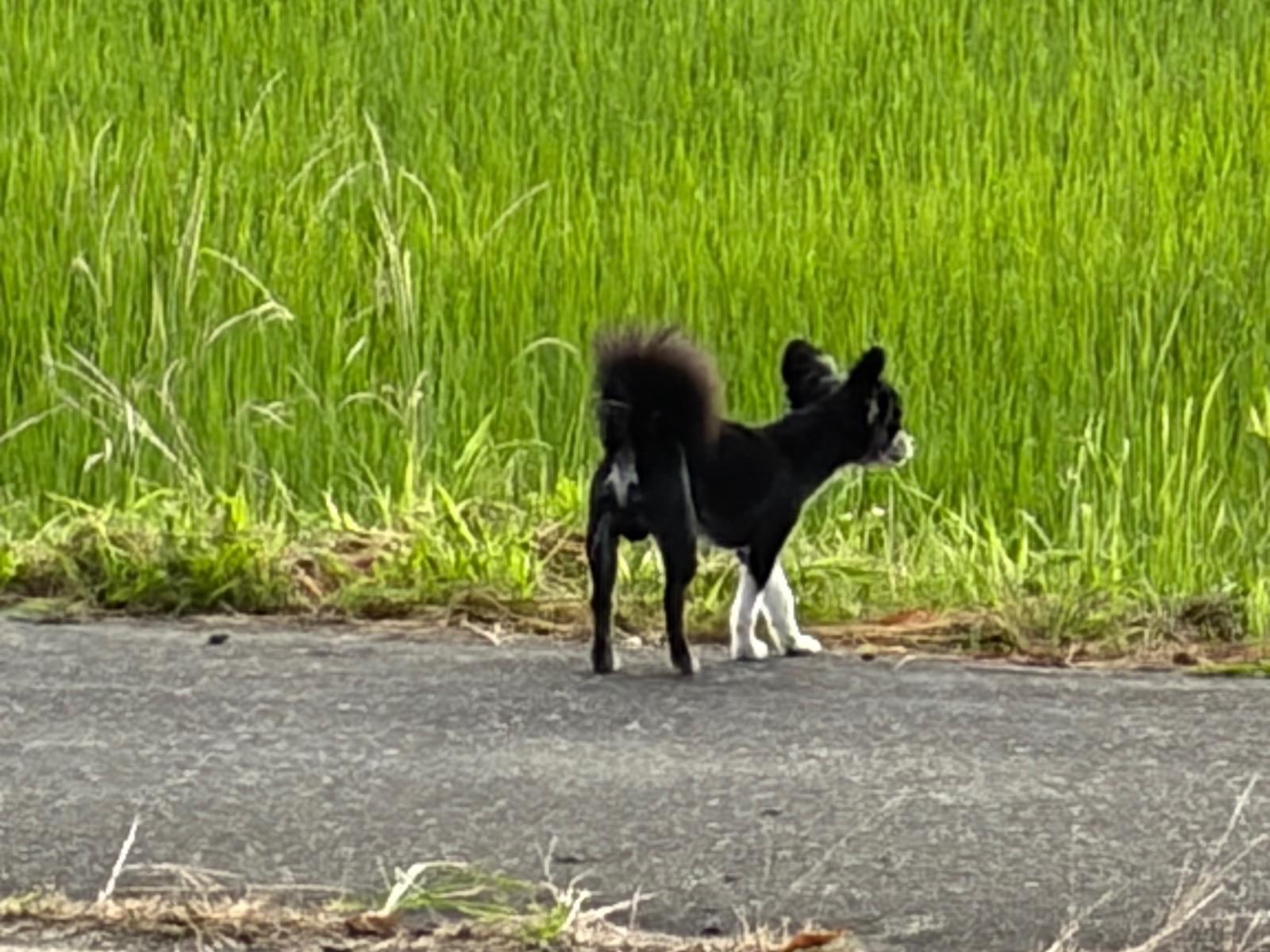 目撃された犬