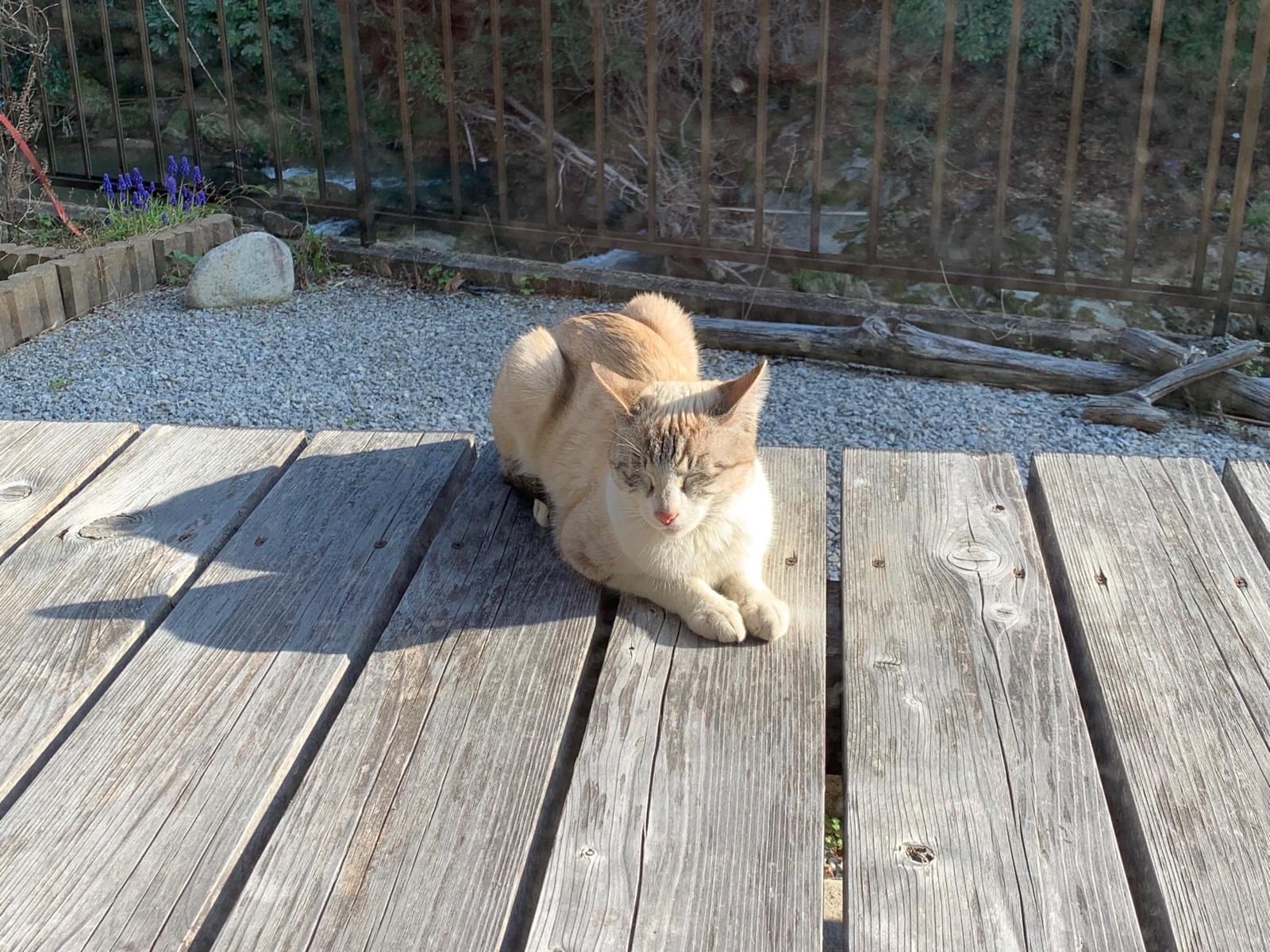 目撃された猫 目撃された猫