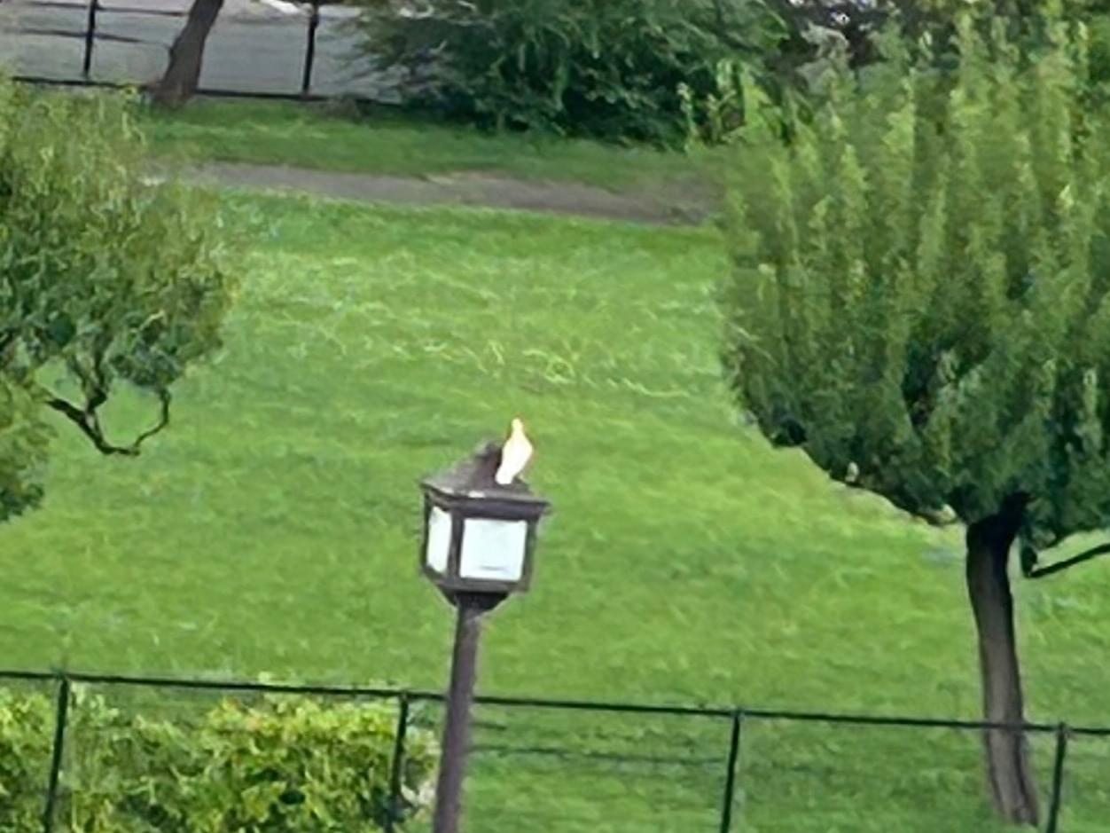 目撃された鳥 目撃された鳥