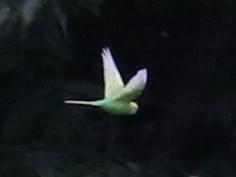 目撃された鳥 目撃された鳥