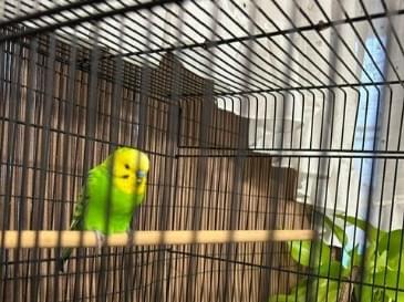 保護された鳥