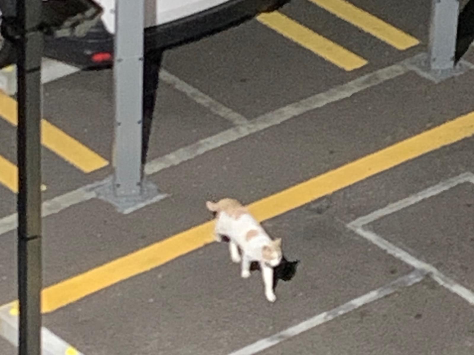 目撃された猫 目撃された猫