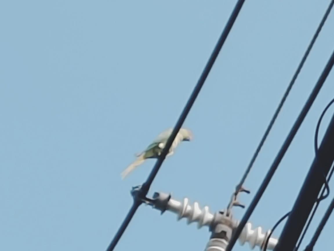 目撃された鳥 目撃された鳥