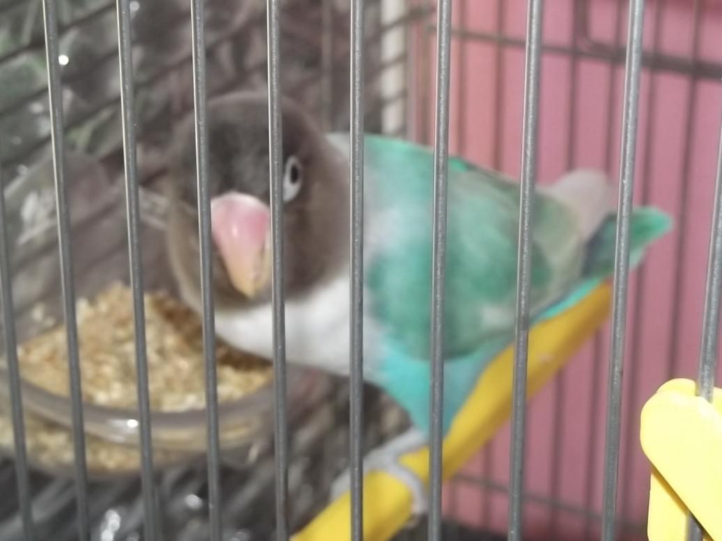 ピーコちゃん ピーコちゃん