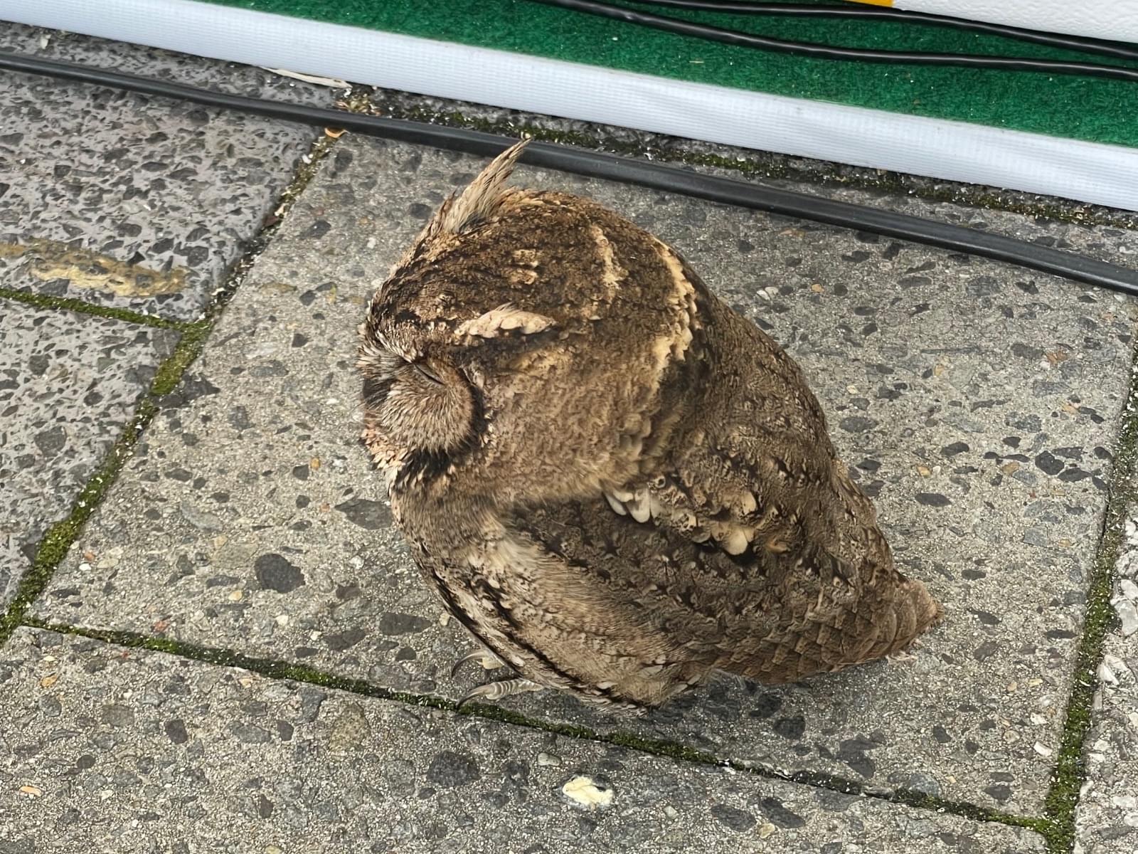 目撃された鳥 目撃された鳥