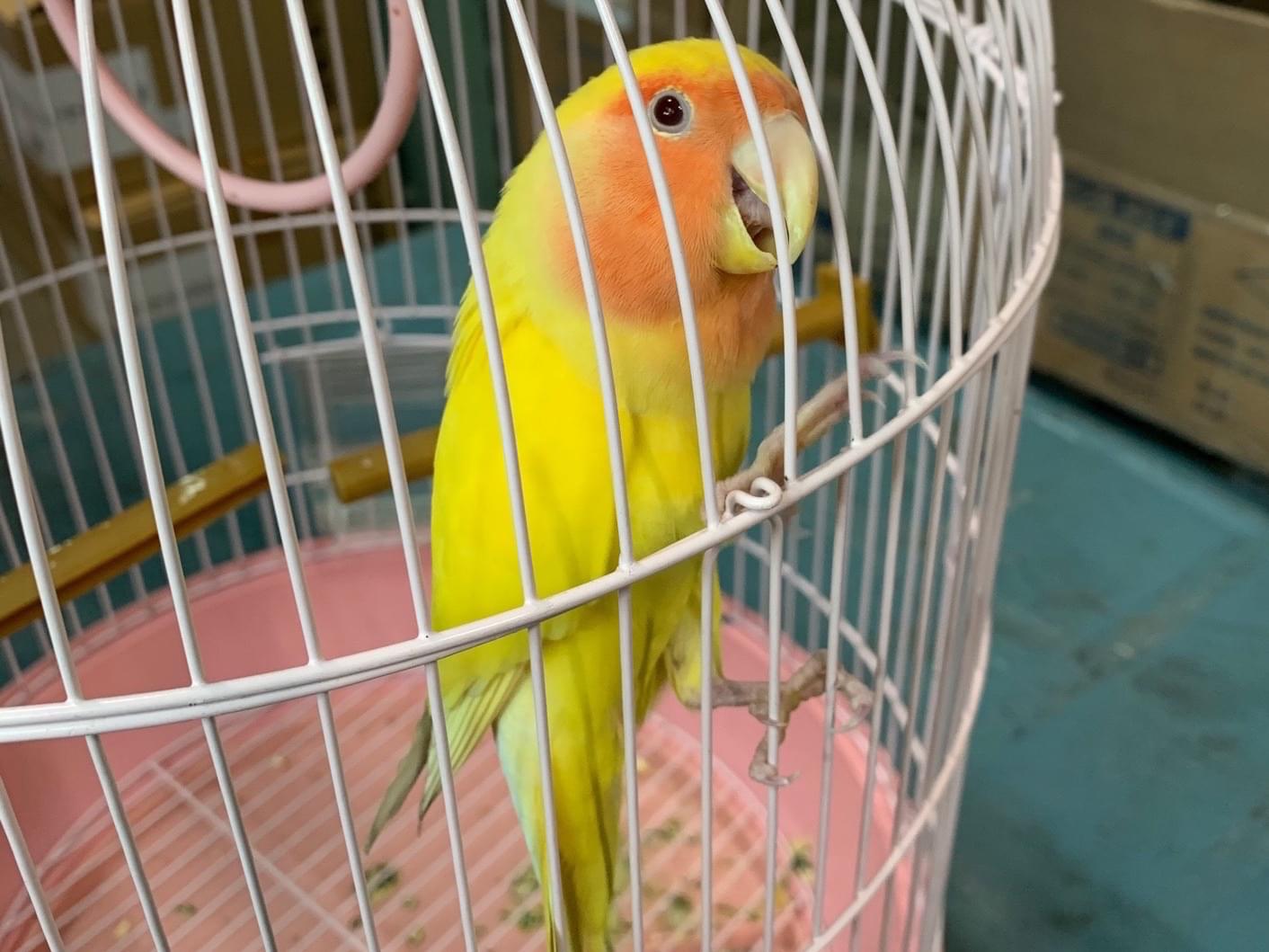 ピーちゃん ピーちゃん