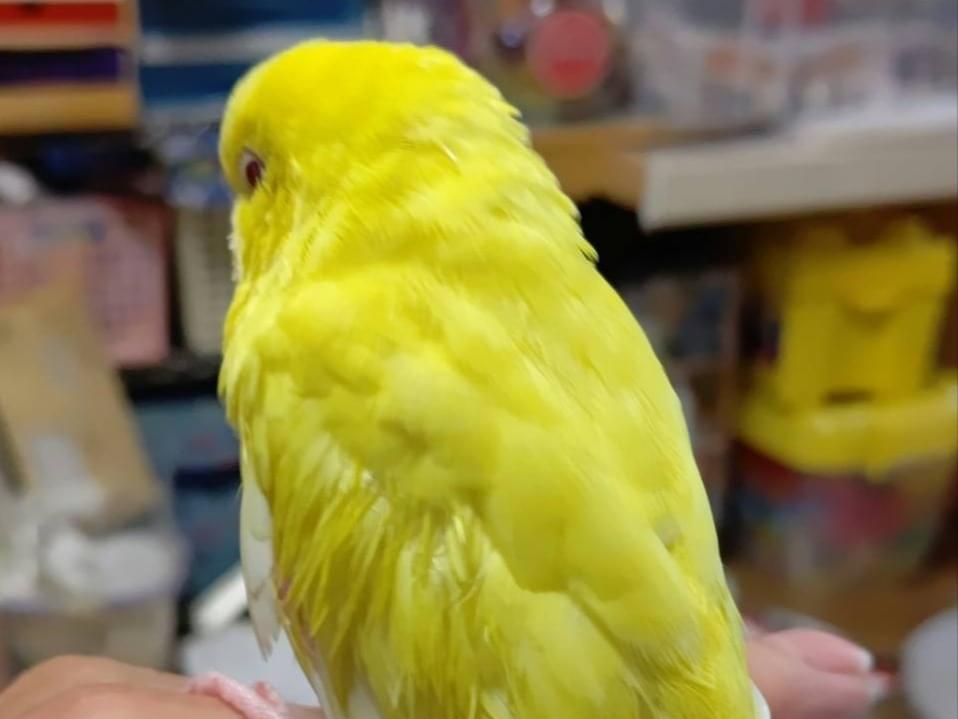 きいちゃん きいちゃん