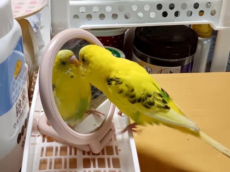 ピッピちゃん ピッピちゃん