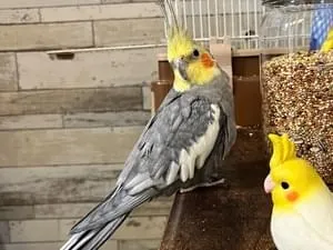 オカメインコをロストしてしまいました(流山市ななちゃん)