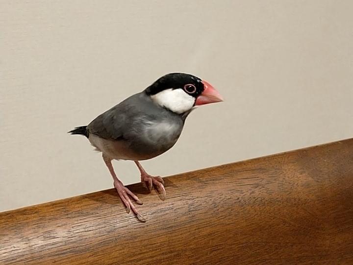 サクラちゃん サクラちゃん