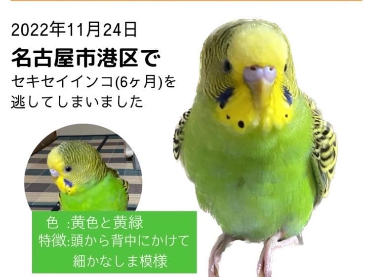 以前保護したセキセイインコ ピヨちゃん 以前保護したセキセイインコ ピヨちゃん