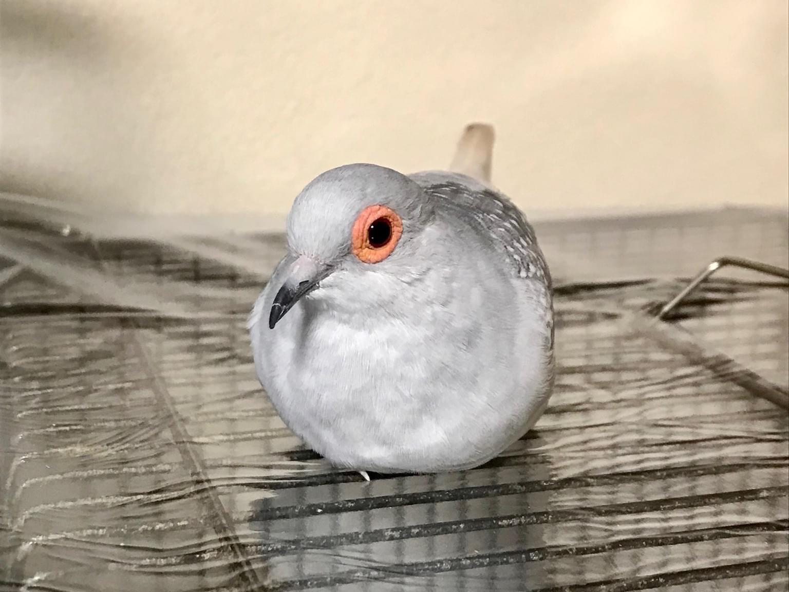 ウスユキバトの絹ちゃん ウスユキバトの絹ちゃん