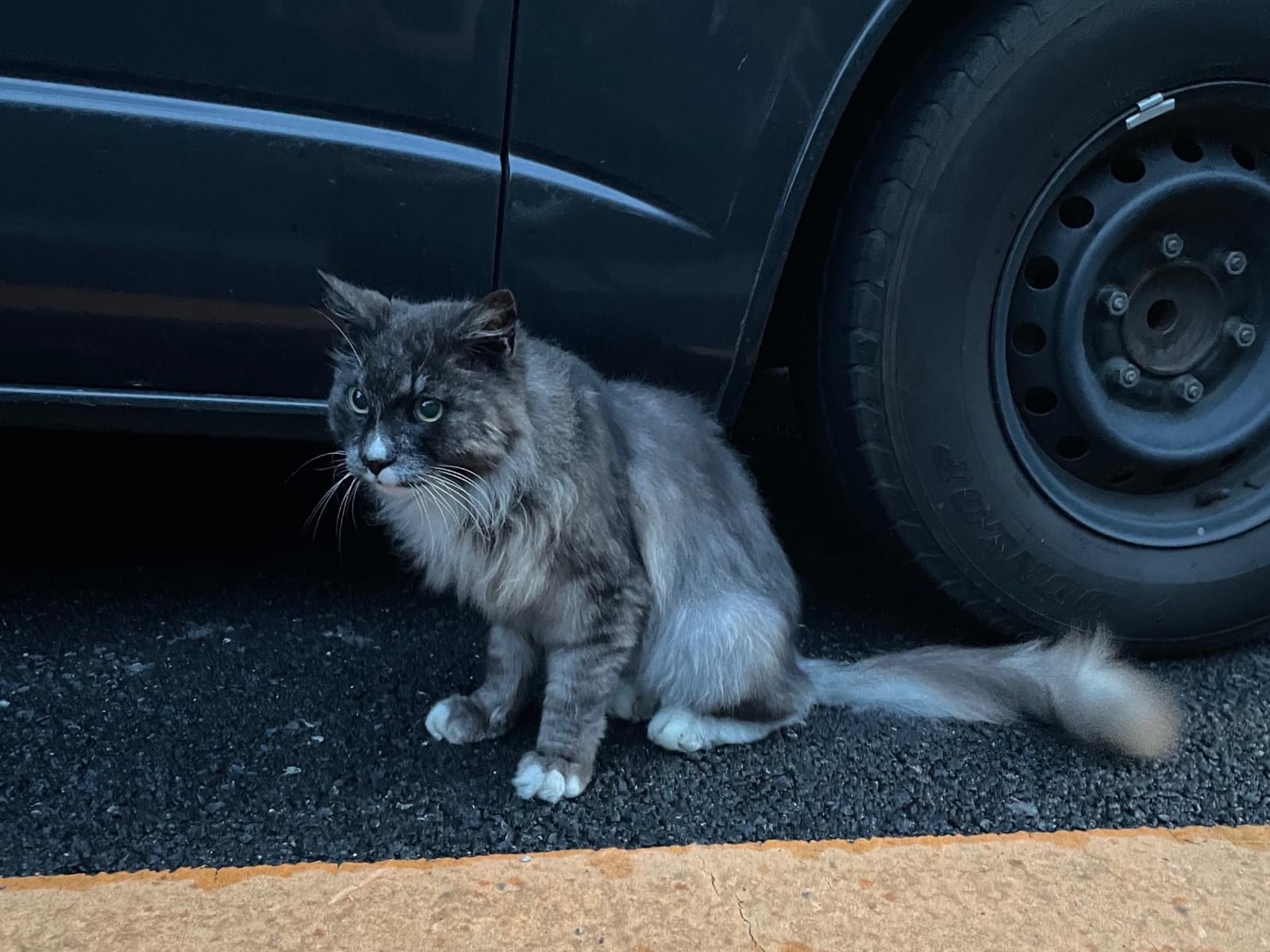 目撃された猫 目撃された猫