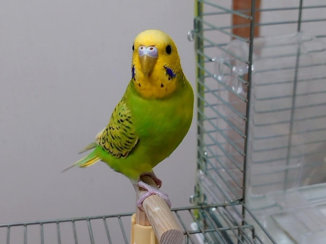 クッキーちゃん クッキーちゃん