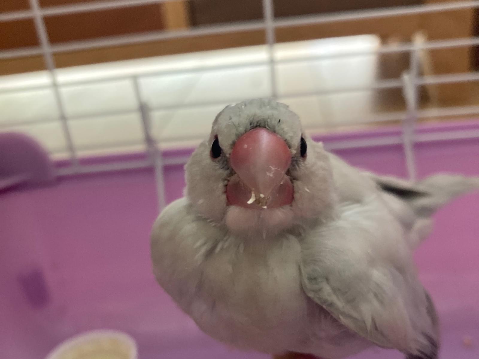 保護された鳥 保護された鳥
