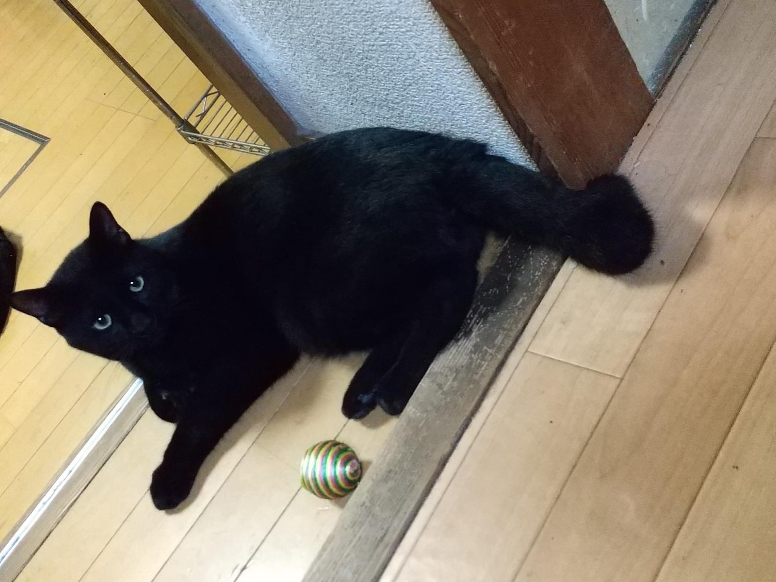 オズちゃん オズちゃん