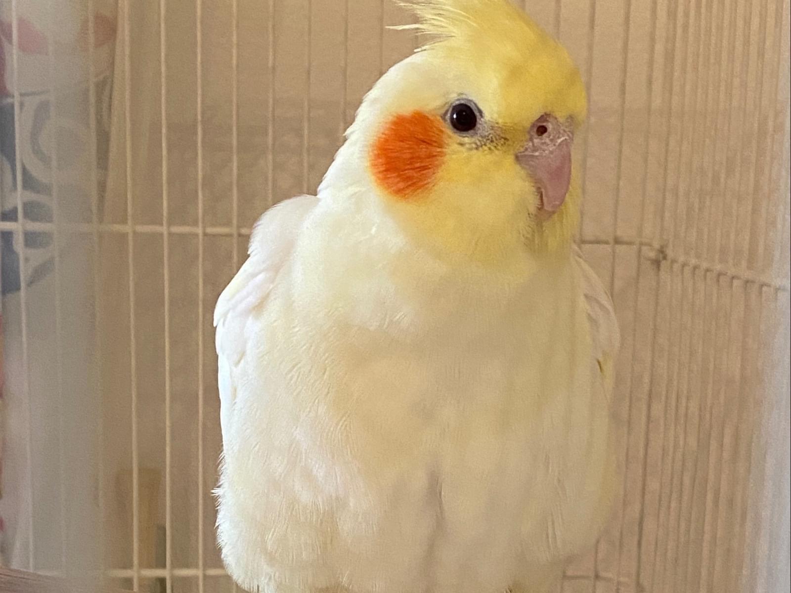 ピーちゃん ピーちゃん