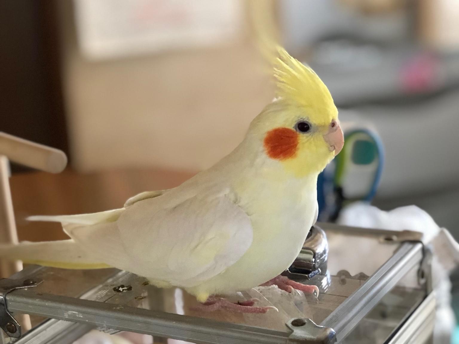 りんちゃん りんちゃん