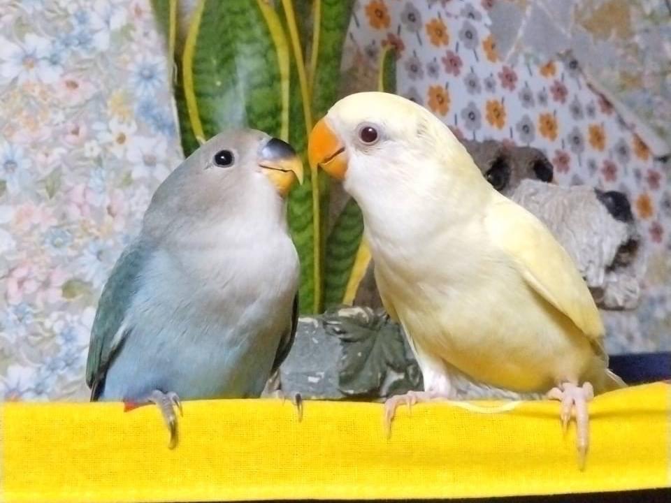 ピーちゃん ピーちゃん