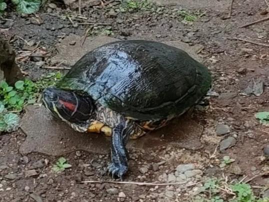 すーざんちゃん すーざんちゃん