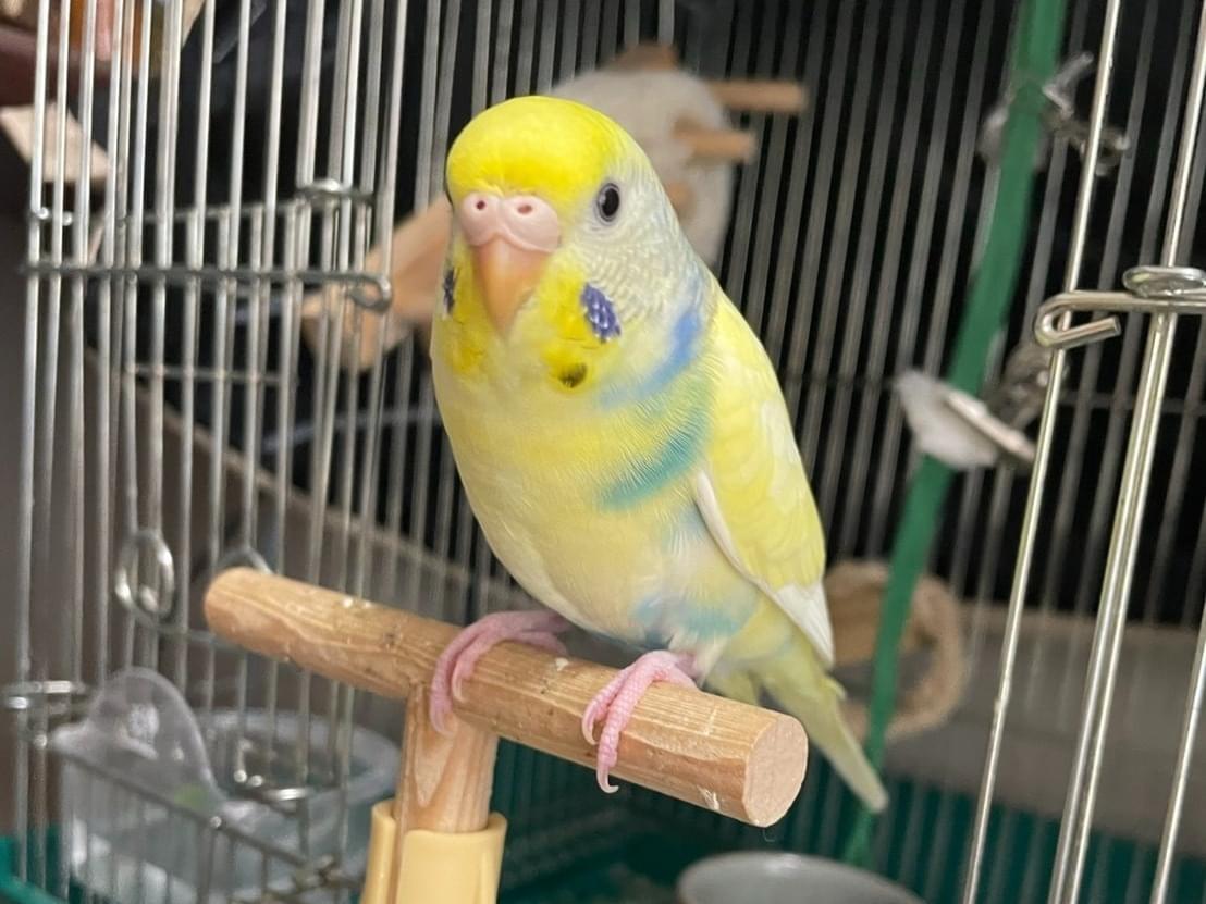 ラピスちゃん ラピスちゃん