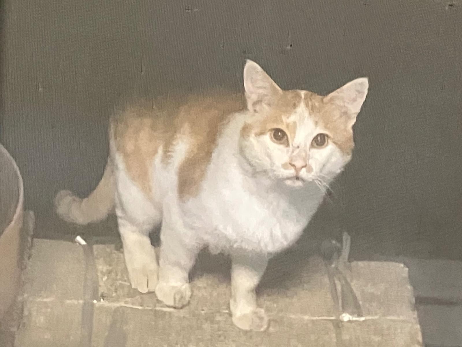 目撃された猫