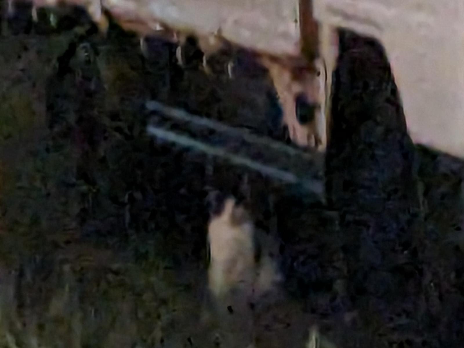 目撃された猫 目撃された猫