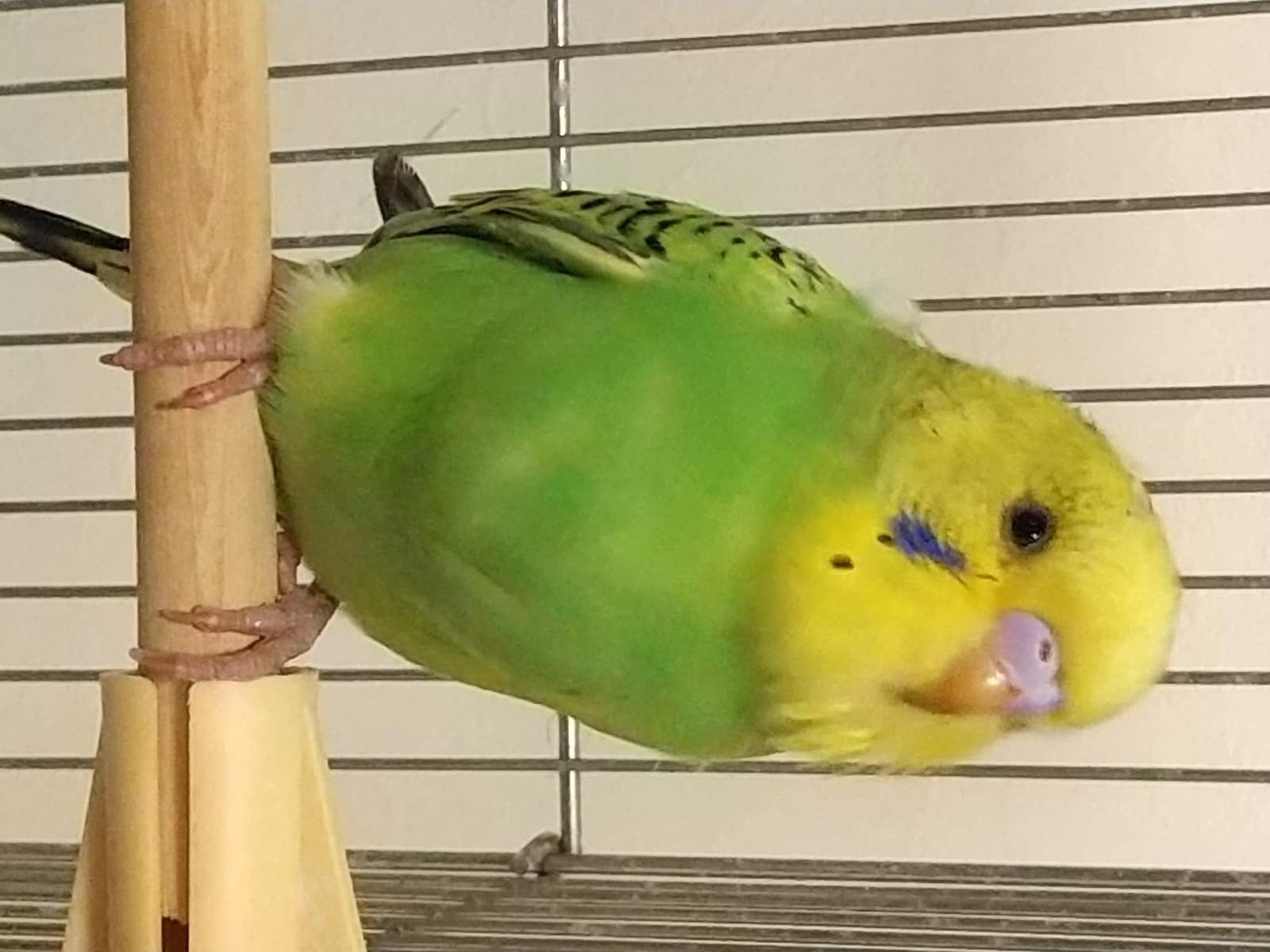保護された鳥 保護された鳥