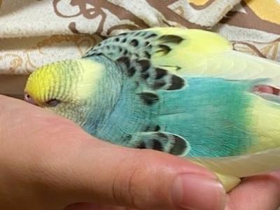 レモンちゃん レモンちゃん