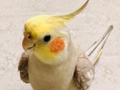 ピコちゃん ピコちゃん