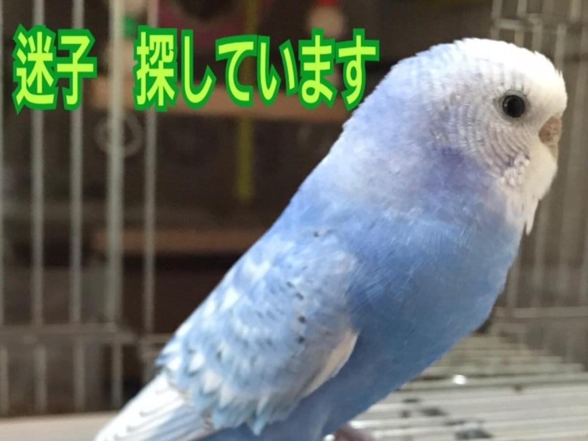 あおいちゃん あおいちゃん