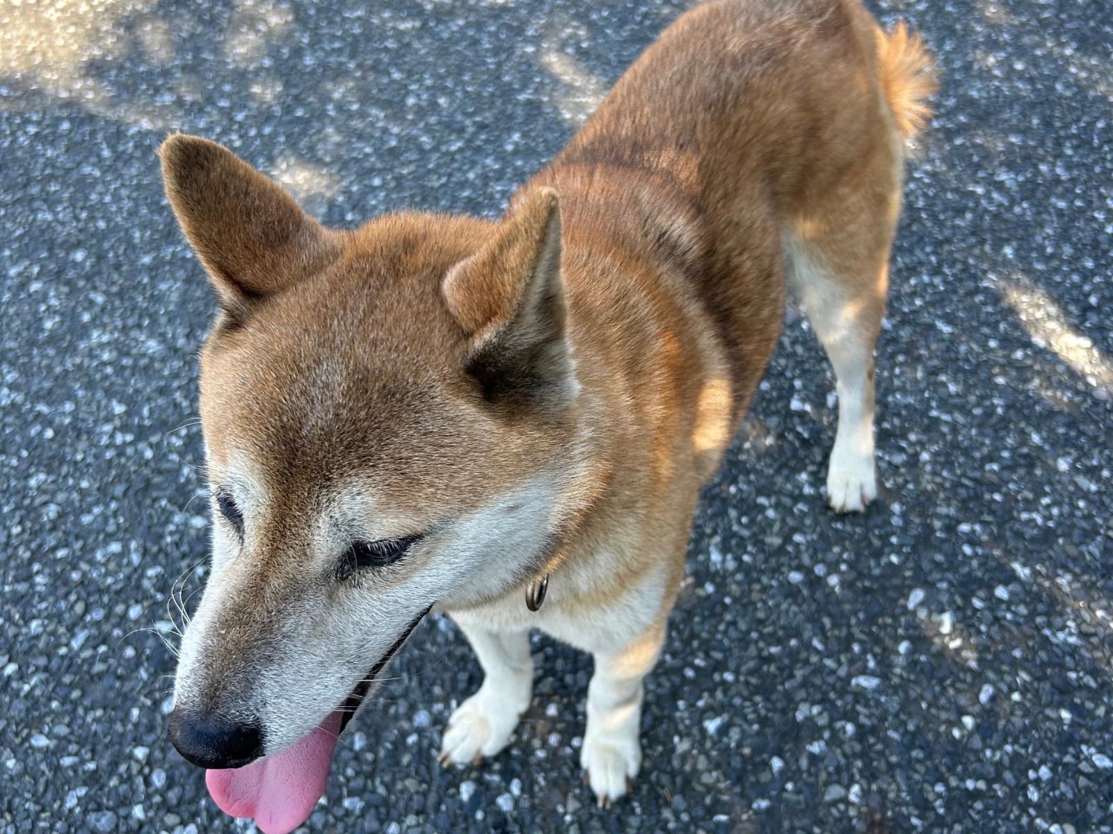 保護された犬 保護された犬