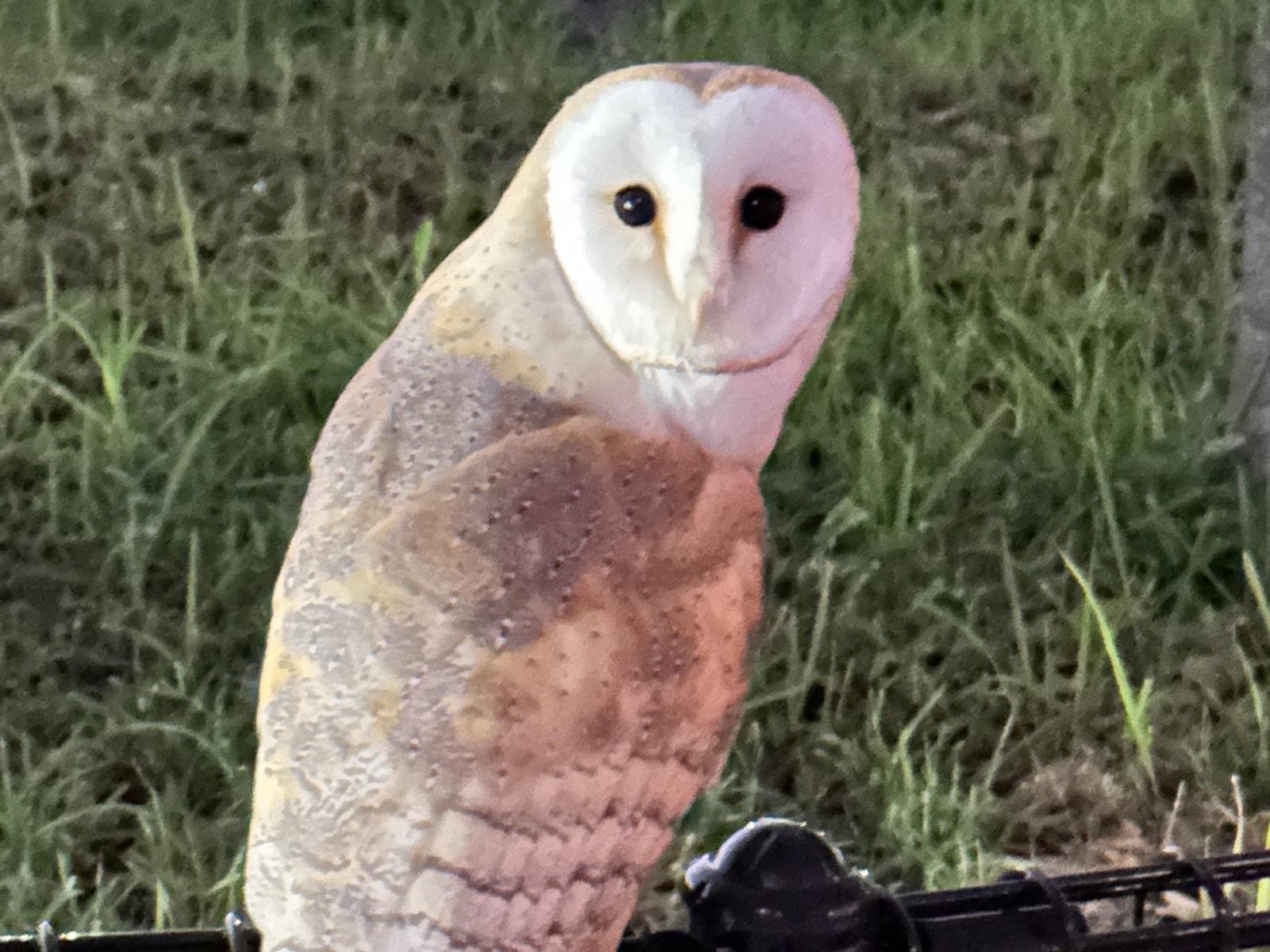 目撃された鳥 目撃された鳥