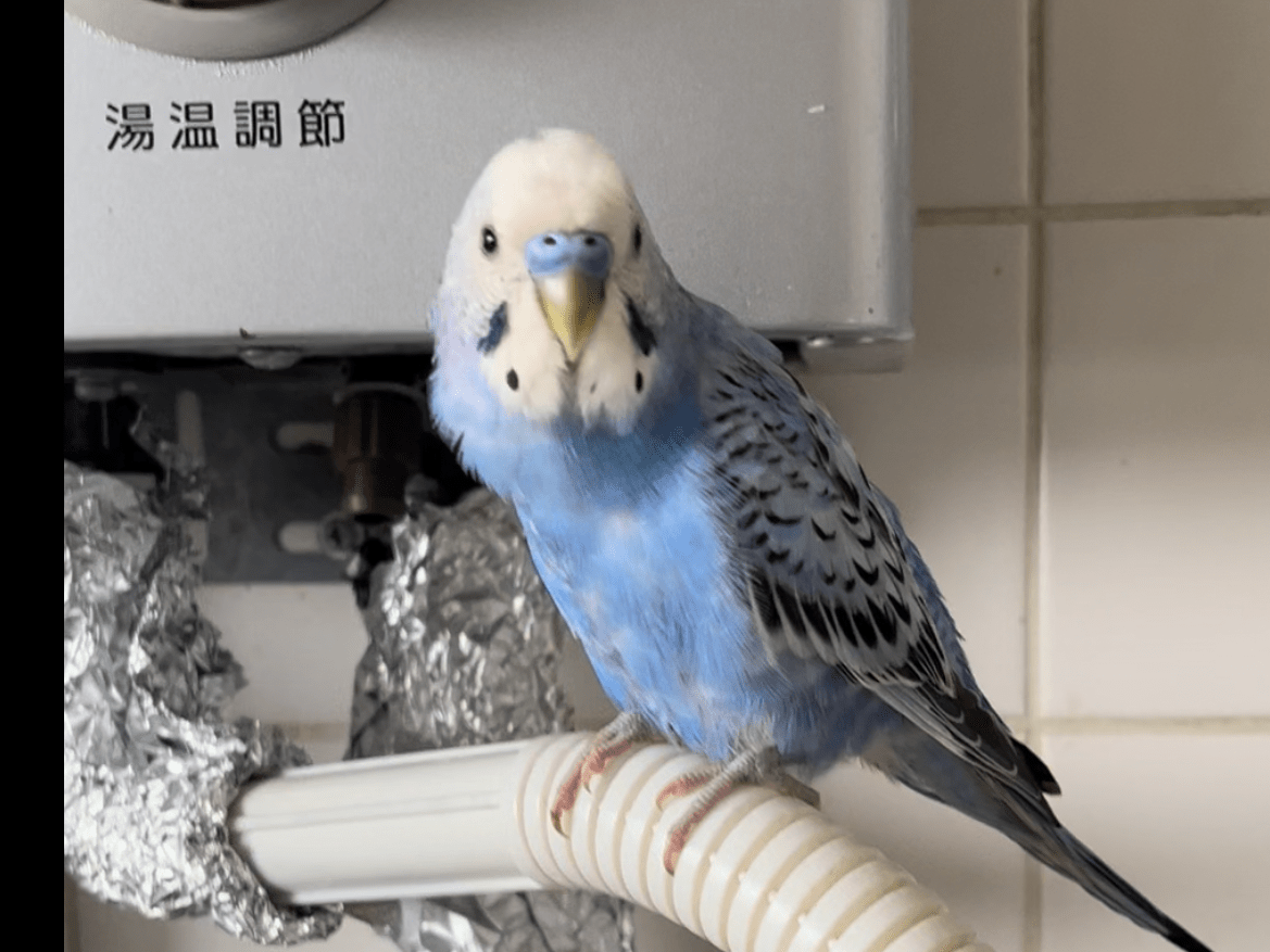 ソラちゃん ソラちゃん