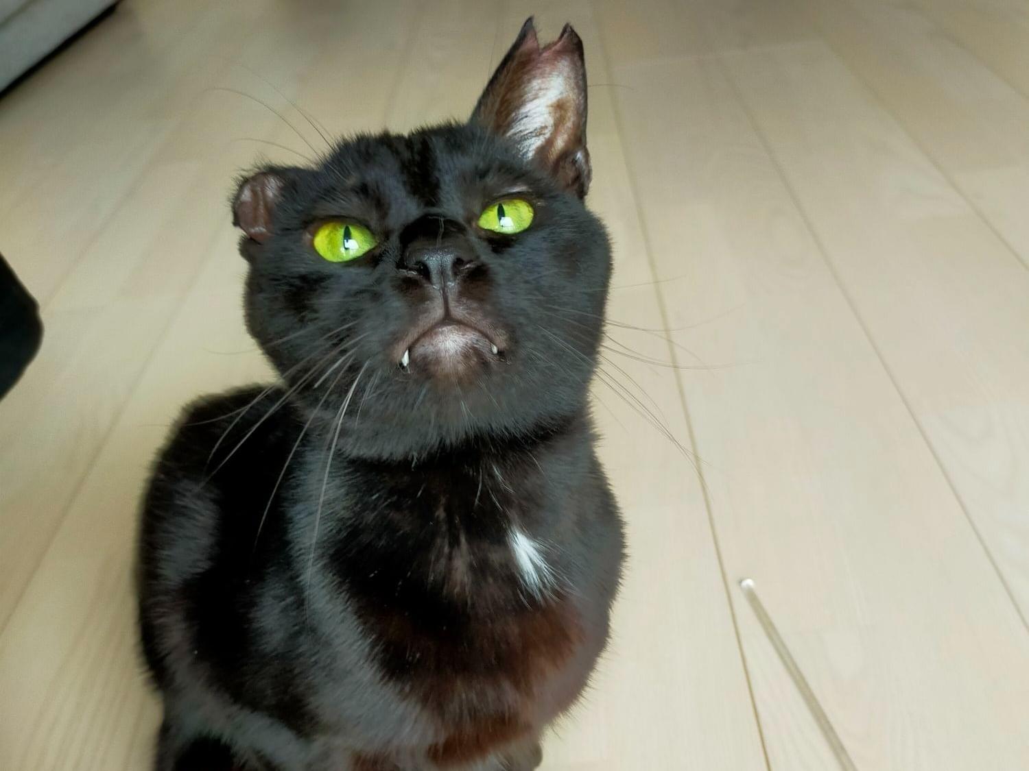 保護された猫 保護された猫