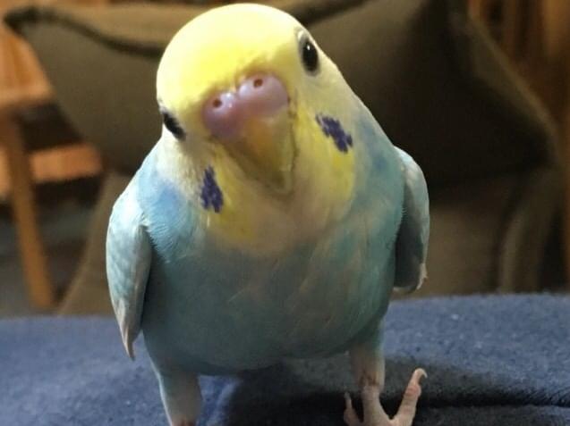 ぼんじりちゃん ぼんじりちゃん