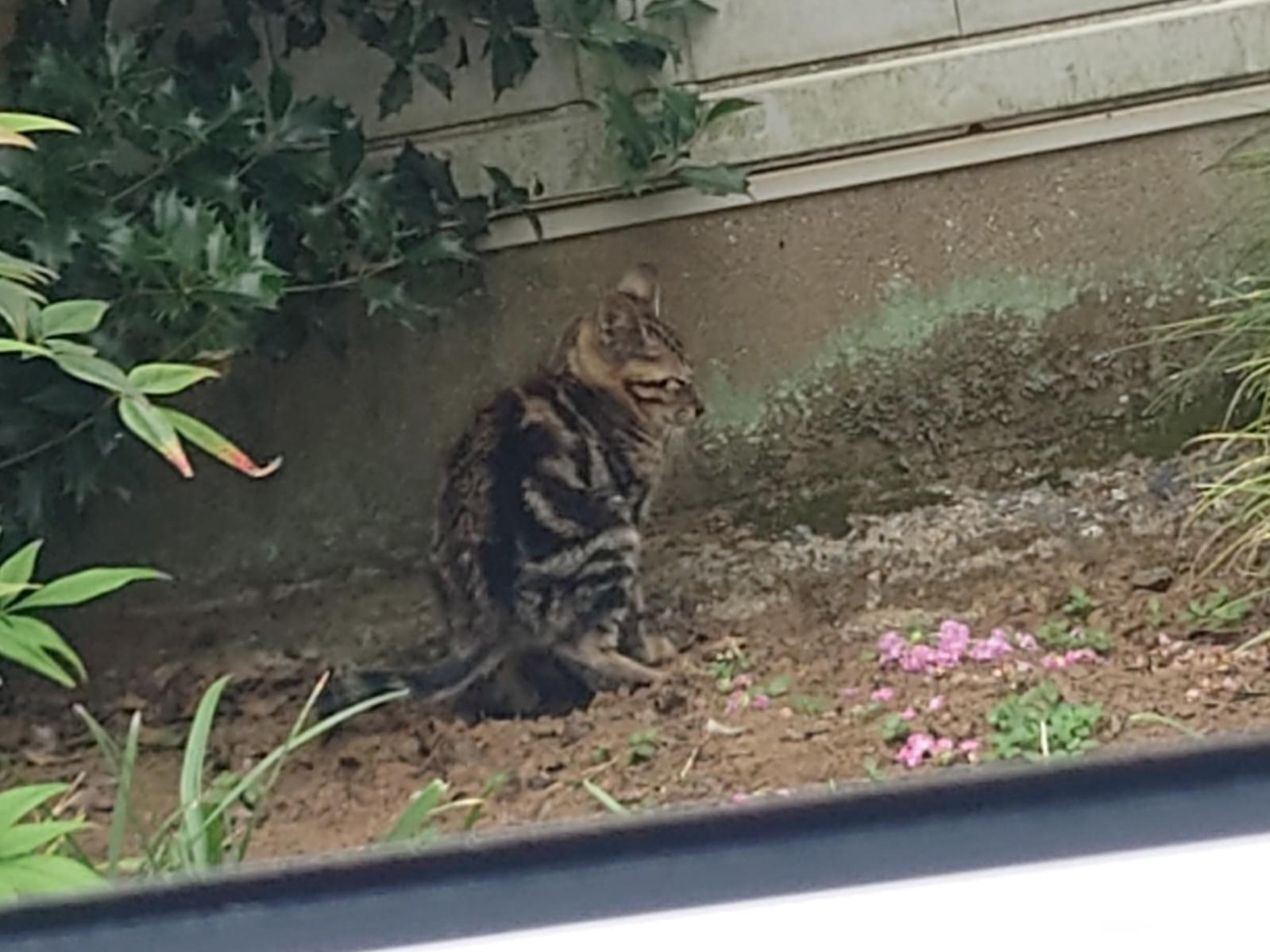 目撃された猫