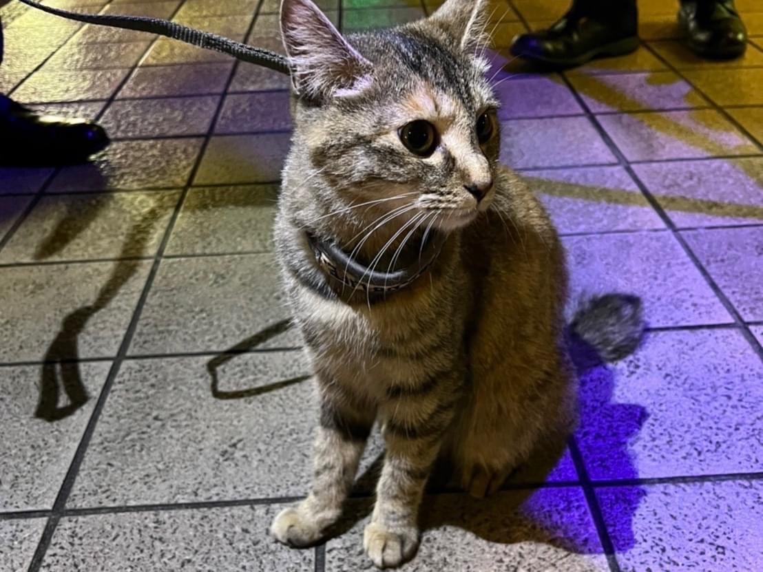 目撃された猫 目撃された猫