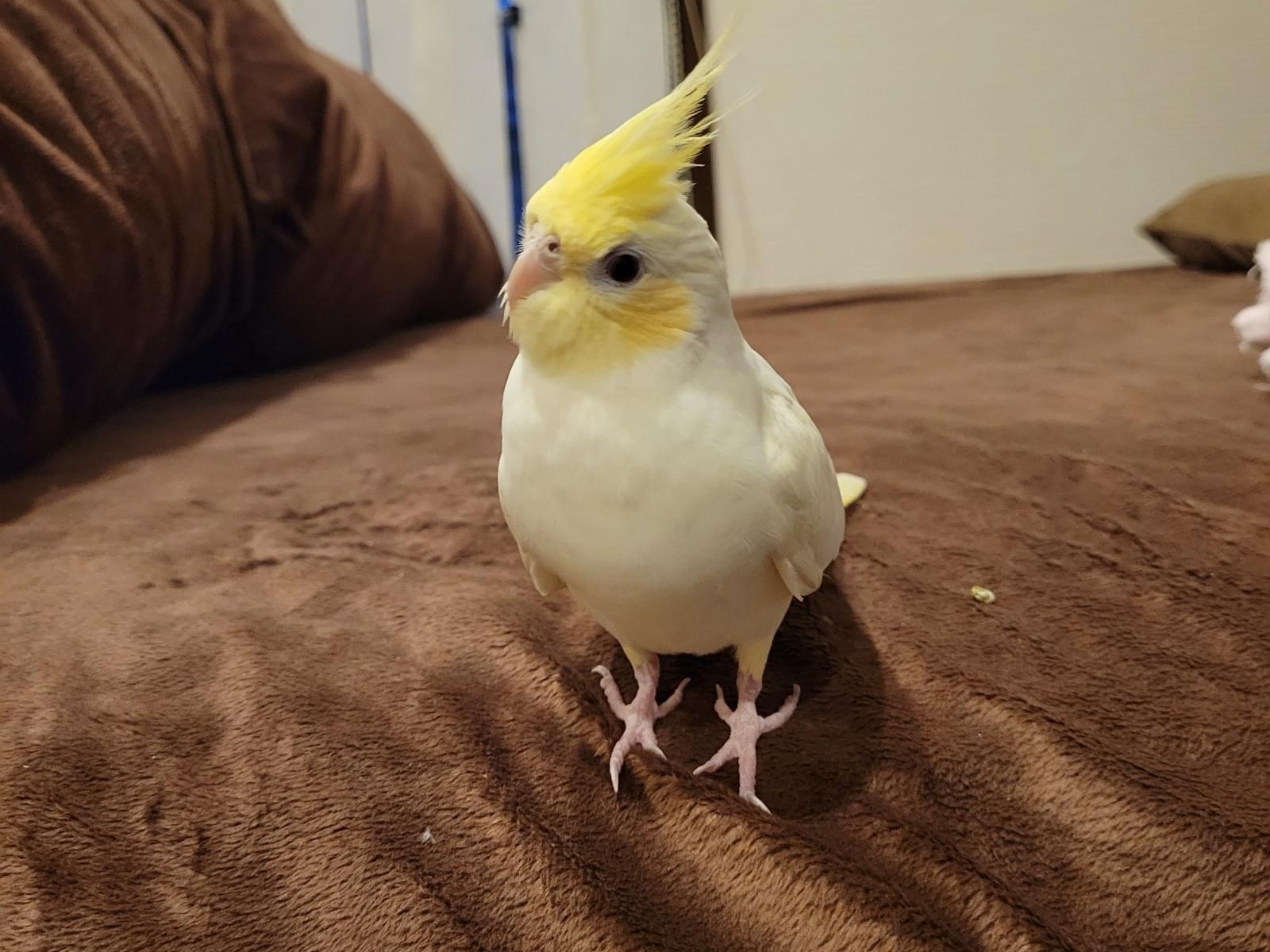 きいちゃん きいちゃん