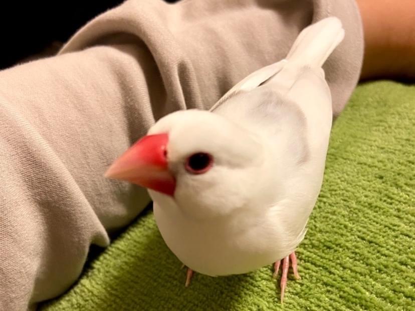 ゆきちちゃん ゆきちちゃん