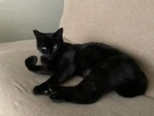 黒猫ノアちゃんを探しています