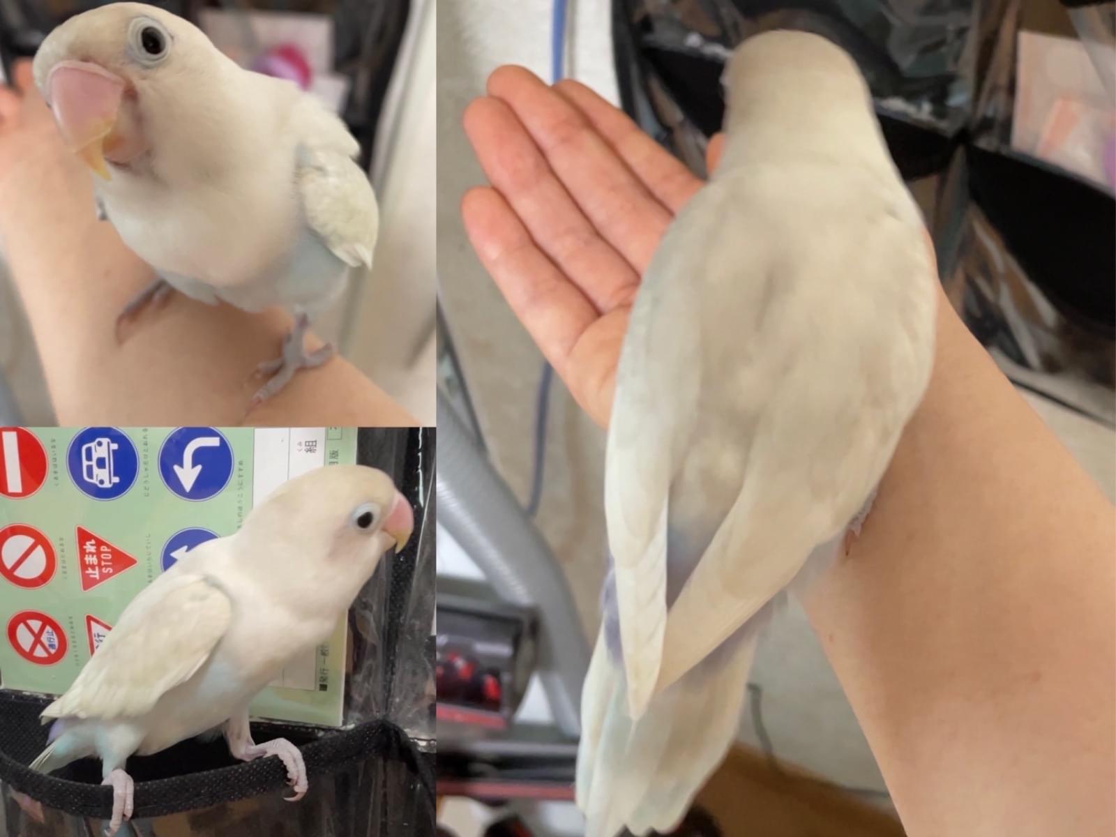 ひなちゃん ひなちゃん