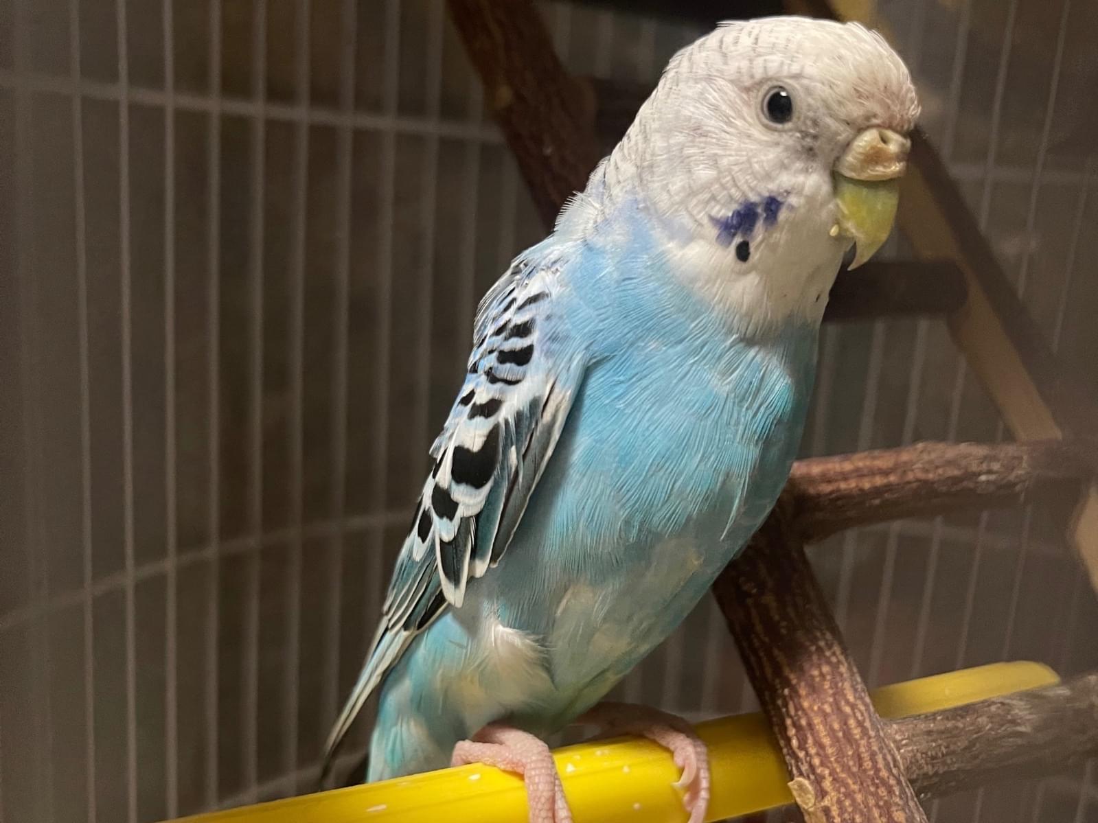 保護された鳥 保護された鳥