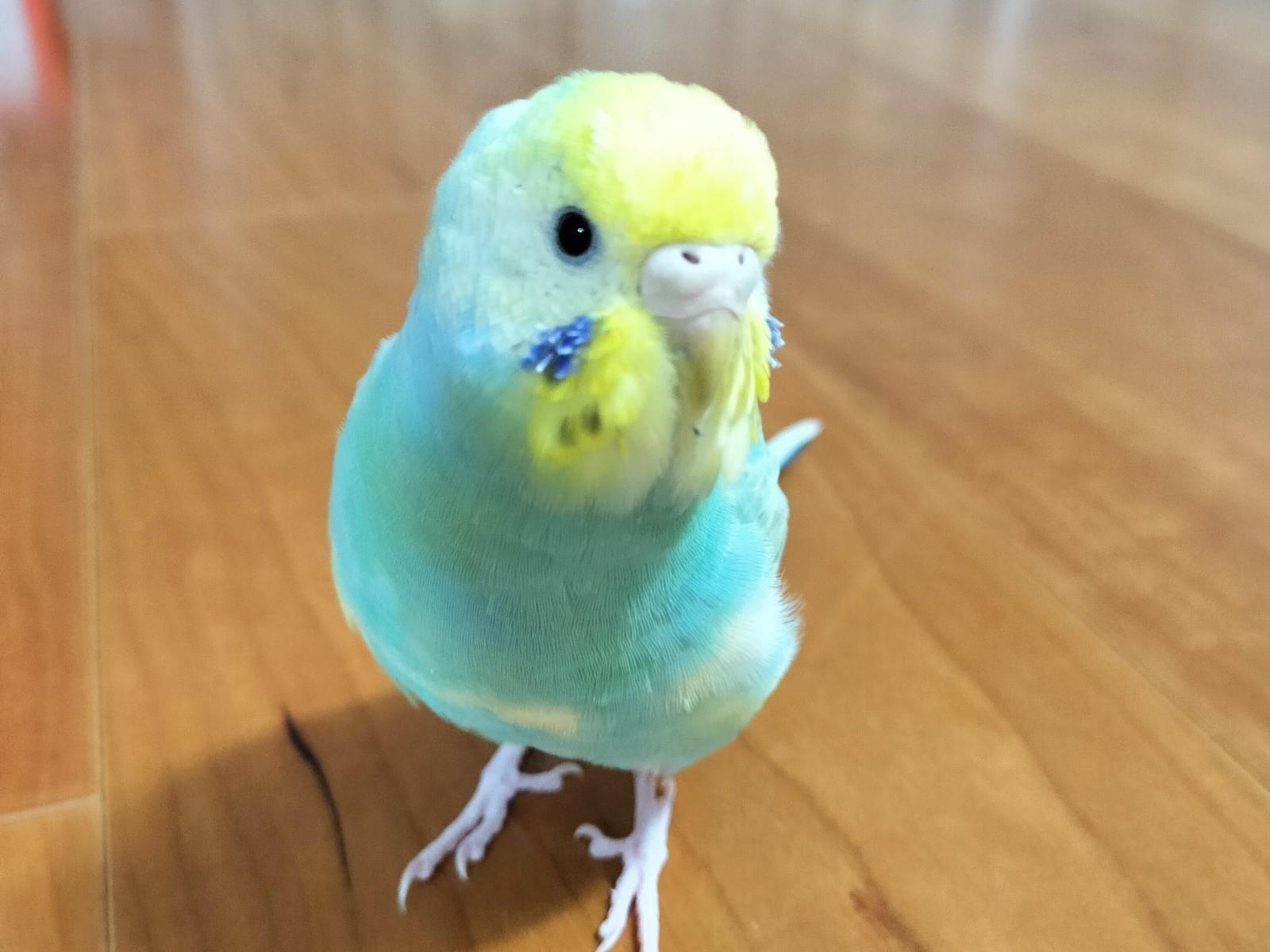 そらちゃん そらちゃん