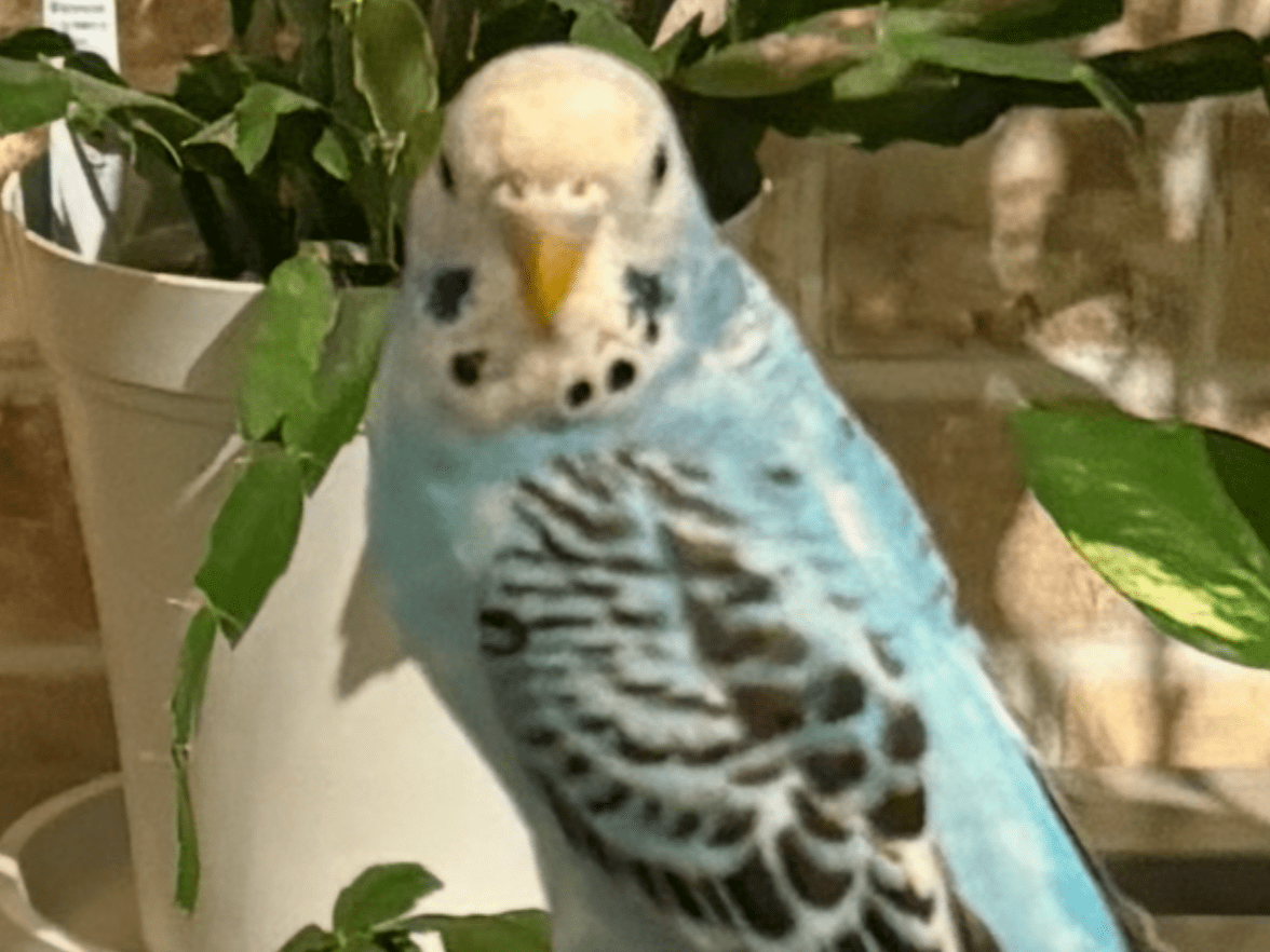 ぴーちゃん ぴーちゃん