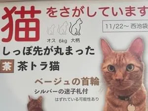 しっぽがふたつに折れたような鍵しっぽの茶トラを探しています。