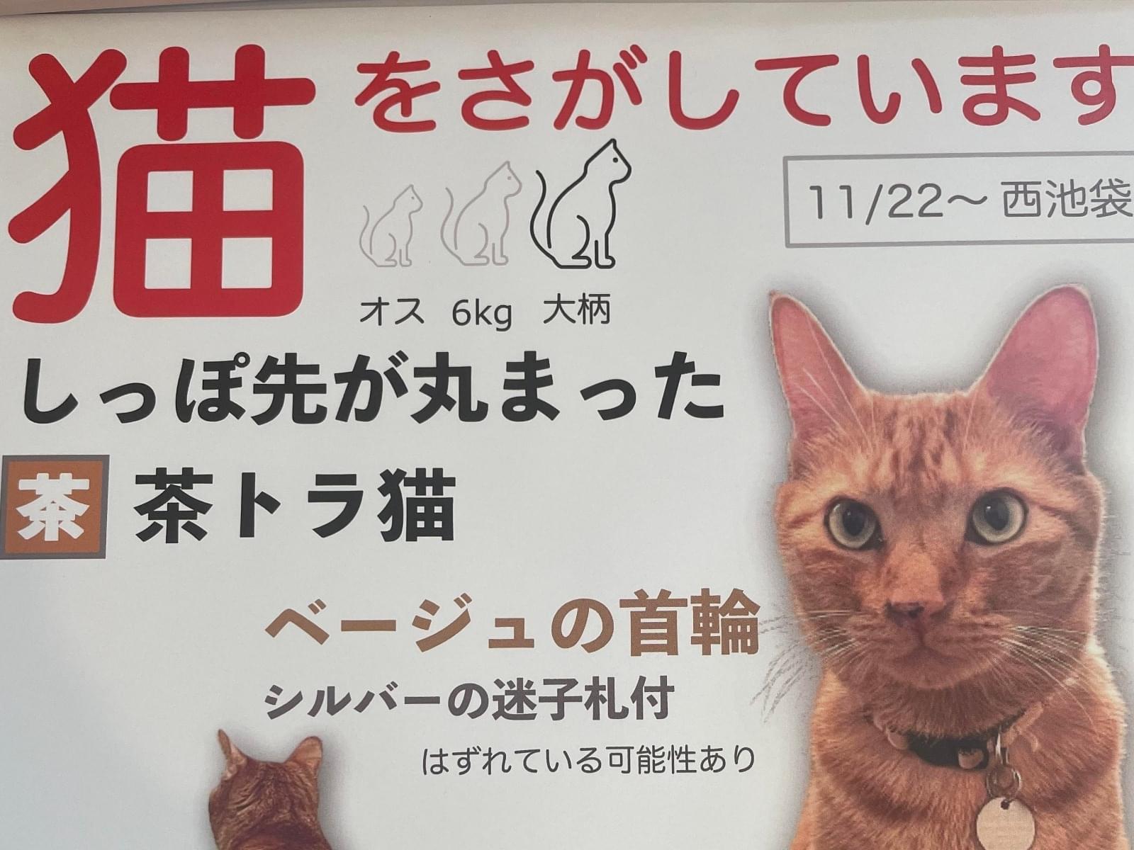 にゃにちゃん にゃにちゃん